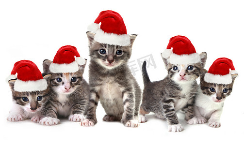 圣诞节小猫戴着白色的红帽子