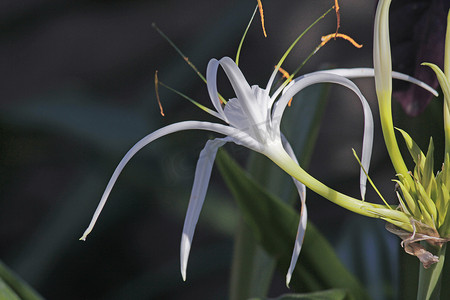 蜘蛛百合，海滩蜘蛛百合，Hymenocallis littoralis