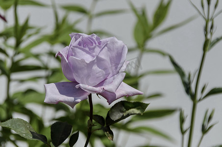 玫瑰地摄影照片_天然室外花园盛开的丁香玫瑰丛