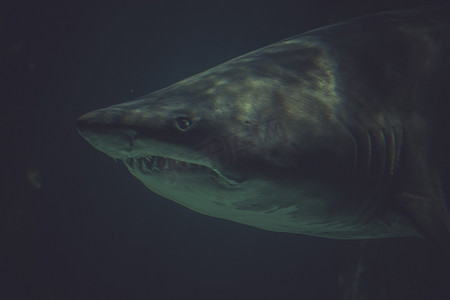 潜水，深蓝色水中的大鲨鱼水下照片。