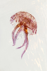 发光的红色粉红色水母 pelagia noctiluca