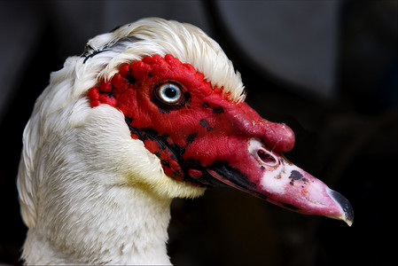 鼻子摄影照片_波托菲诺的鸭子和蓝眼睛