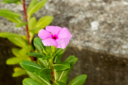 阳光下的植物摄影照片_美丽的马达加斯加长春花一种长春花玫瑰色的粉红色花卉植物在早晨的阳光下。