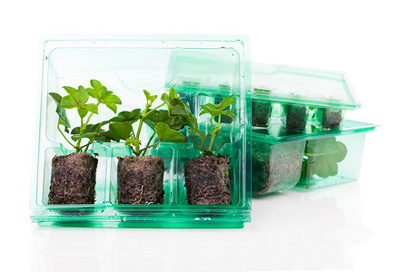 植物，用于在塑料盒中运输的幼苗，在白坝上