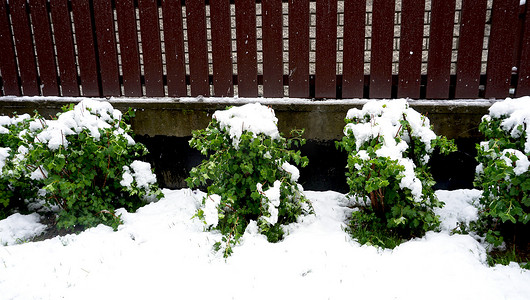 在下雪天种植栅栏和雪