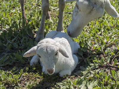 小羊摄影照片_刚出生的小羊和他的母亲在草地上
