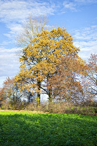 秋天的树木和田野