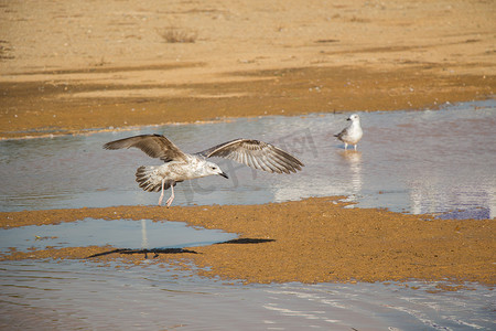 泥水地上的海鸥