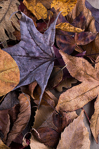 心形叶子摄影照片_在充满叶子的背景的心形叶子