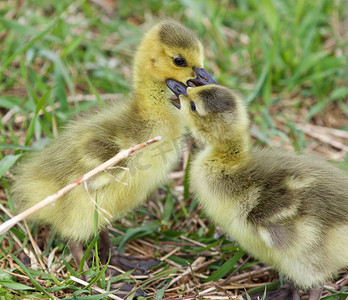 相爱的鸟摄影照片_有趣的形象与两个年轻可爱的加拿大鹅相爱的小鸡