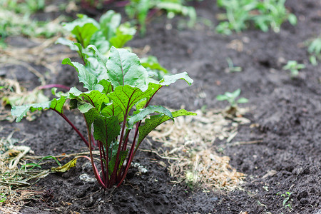 菜园地面上的新鲜甜菜根和菠菜植物