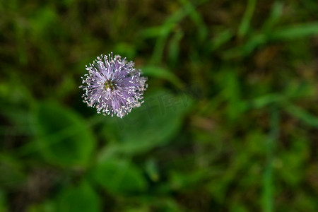 绿草中的紫罗兰花