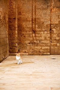 非洲摩洛哥的孤独猫
