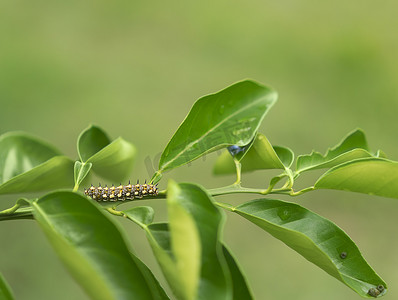 精致燕尾蝴蝶的 Papilio anactus 毛毛虫熔岩