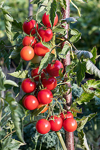 蕃茄摄影照片_生长在庭院里的成熟小蕃茄