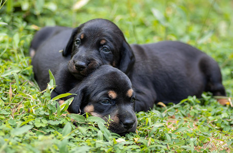睡觉海报摄影照片_草地上美丽的达克斯猎犬小狗，兄弟姐妹爱，总是在一起，睁开眼睛