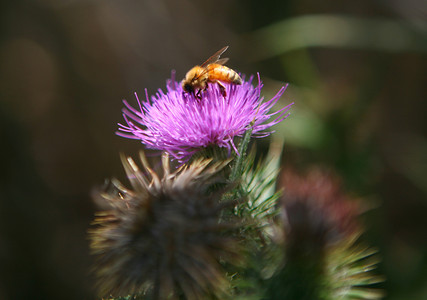 高自由度紫色花上的大黄蜂