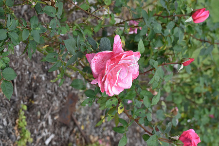红玫瑰花丛摄影照片_粉红玫瑰