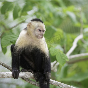中美洲摄影照片_优雅的卷尾猴，中美洲的野生动物。