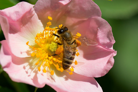 蝴蝶蚂蚁摄影照片_蜜蜂在粉红色的花（玫瑰果）上。