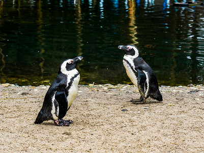 脚踏实地摄影照片_企鹅站在水边，互相擦肩而过，非洲海岸的濒危鸟类