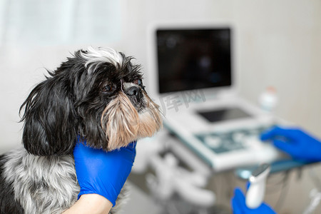 兽医准备眼睛受伤的狗进行超声诊断。