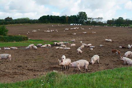 猪牲畜摄影照片_自由放养的猪放牧