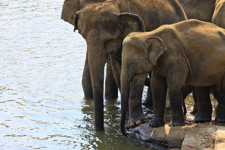 印度大象家族