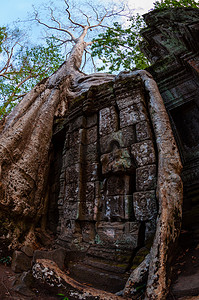 有根的树坐在石庙 Ta Prohm 上