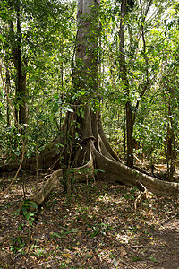 巨大的树根支撑着 Tangkoko 公园