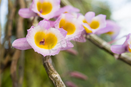 野花兰花，石斛兰 primulinum 老挝