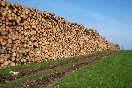 林业、原木堆和小径