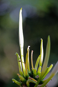 蜘蛛百合，海滩蜘蛛百合，Hymenocallis littoralis