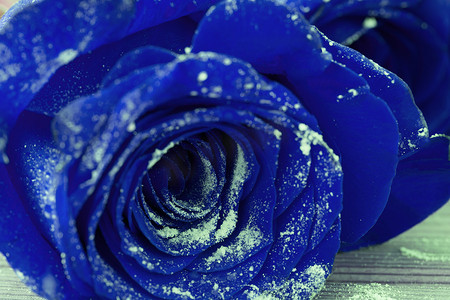 美丽的蓝玫瑰
