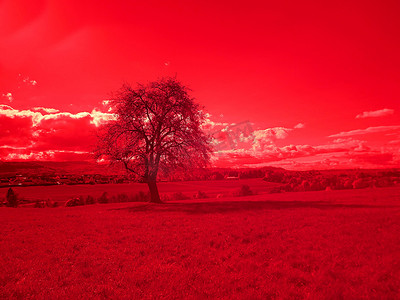 德国风景中一棵老梨树的红外照片