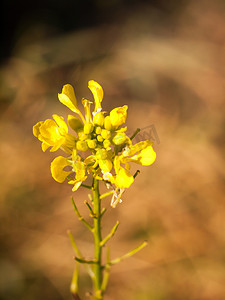 关闭野生黄色秋季植物的头状花序