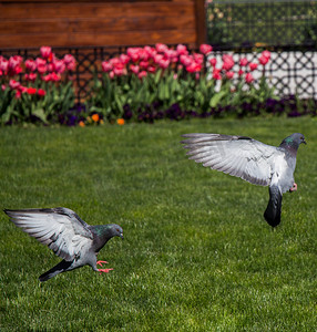 城市公园绿色草坪上的鸽子