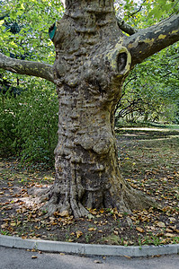 公园里的绿树梧桐 (Acer pseudoplatanus)，有新鲜的森林和小路