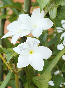 白色栀子花