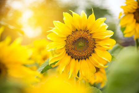 美丽的黄色向日葵和太阳的金光。