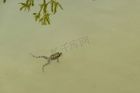 绿色池塘青蛙或林蛙两栖类水生动物在水中游泳