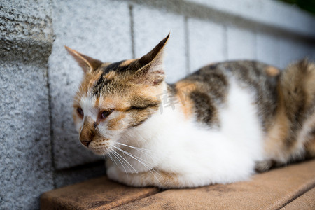 流浪猫