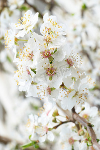 李树白色的花朵。