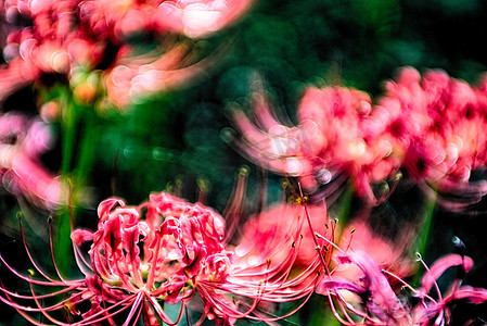 红蜘蛛摄影照片_红蜘蛛百合 lycoris radiata 簇孤挺花 higanbana 流