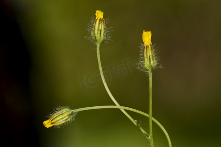黄色hypochoeris achyrophorus