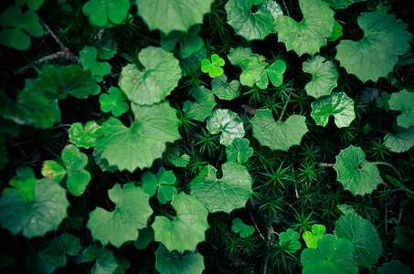 绿色小森林植物纹理