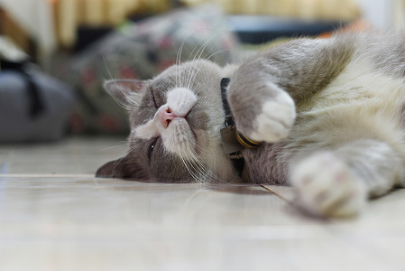 闭上那只胖灰色的猫正在地板上睡觉