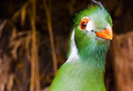 有趣的白脸鹦鹉，头部特写，这是一只来自非洲的五颜六色的绿色鸟。