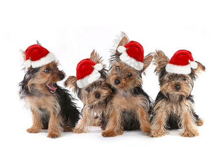 小狗可爱的表情摄影照片_带有可爱表情和圣诞老人​​帽子的小狗