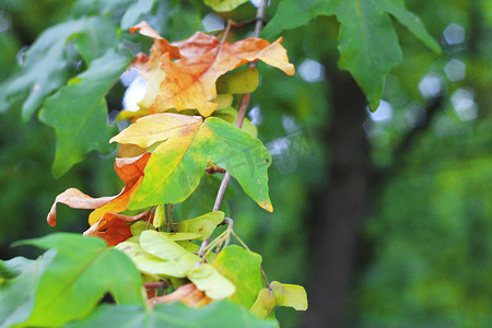 秋天树枝树枝摄影照片_秋天森林树枝上的绿色和黄色叶子